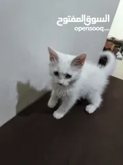  2 قط انثا حلوه لعوبه