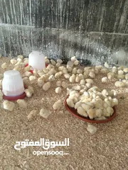  1 صوص لاحم للبيع