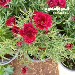  3 الحديقه والمنزل جميع انواع الاشجار المثمرة والأشجار الحرجيه ونباتات الزينة