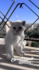  9 قطط سكوتش فولد مكس للبيع بسعر رمزي