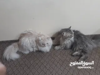  4 قطط شيراسي