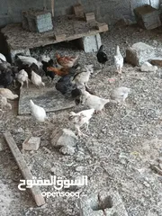  2 للبيع دجاج عماني