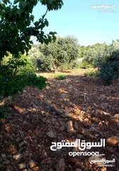  3 أرض استثماريه مميزه بجبال عجلون السياحيه