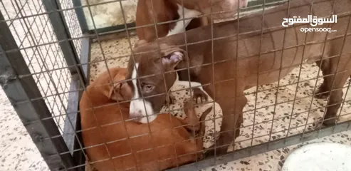 2 6كلاب للبيع 3 ذكور وا 3 إناث