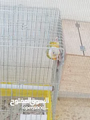  9 جوز جرين شيك هاي رد اناناس طفره مستوى اول حجم دبل دبل دبل جامبو منتج شغال فيديو غني عن شرح