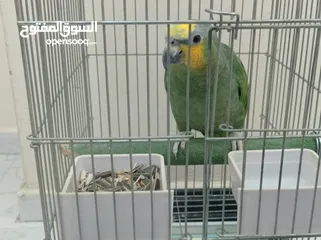  3 ببغاء امزوني حبه جانبو متكلم اليف ريش كامل.للبيع قابل البدل على طيور