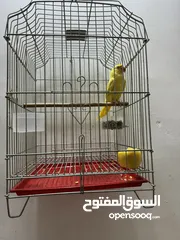  3 ببغاء صفراء