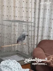  25 كاسكو اسطوره الكلام متكلم مواجهه كلام مفتوح