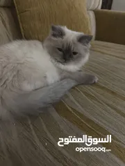  4 قطة للبيع هملايا