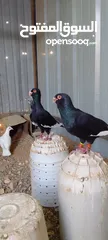  2 جوز حمام مسويد شغال مكفول