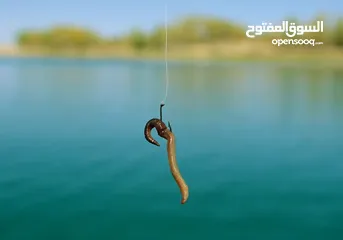  9 دود الكومبوست /دود الفيرمي vermi worm/(Red weggler)