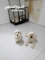  5 ذكر وانثى  فرنش تيرير عمر شهرين الأنثى والذكر سنتين puppy 2-months - French Terrier female & boy