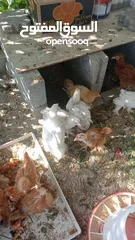  3 دجاج و صيصان البراهما العملاق