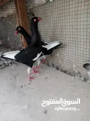  3 جوز مخاليف مساويد سلاڤر فرخ سلفر اندونشن