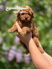  5 toy poodle T_cup now in Jordan  توي بودل تيكب بجميع الأوراق والثبوتيات والجواز والمايكرتشيب