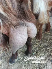  3 تبارك الله موجود عنزين كفاله حليب السن ريشه الحبه وجمع نظيف موجود شعاري اثنتين لحم ومقنوي يقطع من 17