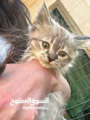  3 قطط في عمان