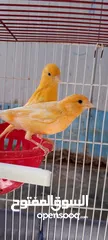  1 جوز كناري للبيع شغالات