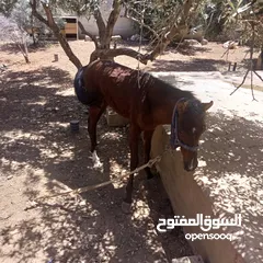  15 فرس مع مهر للبيع