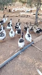  3 وز بط حبش للبيع
