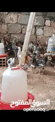  8 دجاج للبيع