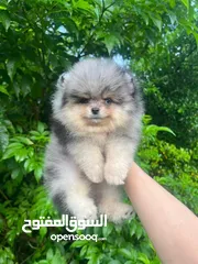  14 Pomeranian   Samoyed    Giant Malamute