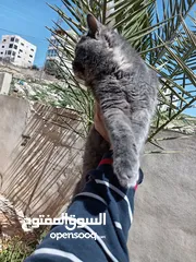  27 قطط عدد 5 بسعر مناسب جدا جدا ومغري مستوى عالي عالي جداً لعشاق التميز والإبداع قطط راغدول مكس وبريتش
