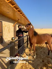  3 مهرة عربية أصيلة مسجلة - دماء مميزة -مهرة مميزة الها مستقبل