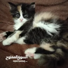  1 6 قطط للبيع الام وأطفالها عمر الام سنه وشهرين والأطفال شهر ونصف