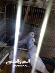  6 اللبيع 3جواز حب اللبيع اربد دوار صحاره مع 3كواخ وقفص 3معالف