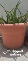  4 Plant Pot with Aloe Vera plant