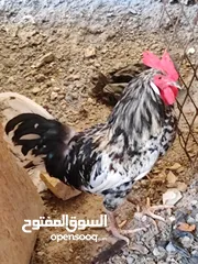  2 ديج عربي للابيع