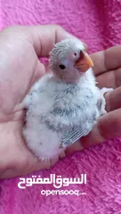  1 طيره كنار مقنبره عمر سنه بكريه