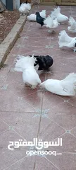  2 حمام هزاز للبيع