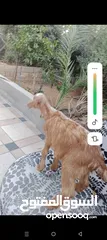  8 بسم الله ماشاء الله سخلات شاميات مميزات