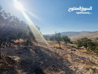  3 بسم الله الرحمن الرحيم  ارض للبيع في صروت مساحه 3531م3 جميع الخدمات ثاني قطعه عن شارع الرئيسي