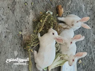  2 ارانب للبيع
