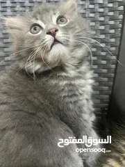  14 للبيع قطط عمر شهرين 2 سكوتش  1 بريتش 1 شانشيلا مكس بريتش