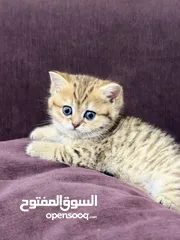  6 جولدن سكوتش فولد وستريت مستويات حلوة