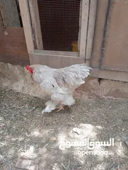  1 ديك براهمي حجم سوبر جامبو