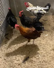  5 ديوجة عرب نقية