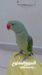  2 Hand tamed parrot