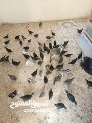  3 فرحات بلدي للبيع العمر 60يوم