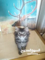  9 Britch/Scottch cat.. 2 months old