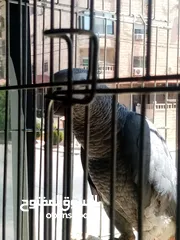  3 كاسكو فرخ لقطه