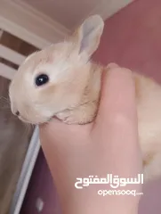  4 ارانب بلدي فرنسي عمر شهر للبيع صحه ممتازه جدا وتربيه منزل وتب نظافه الرجاء عدم اجراء المكالمات     .