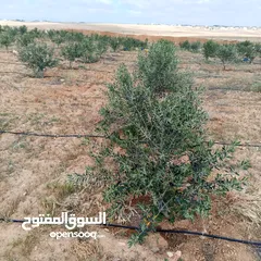  4 ارض للبيع   جنوب عمان /القرية جميل (حوض العرقوب)