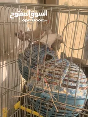  2 طيور زيبرا