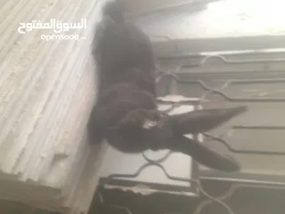 19 ارانب الماني للبيع موجودات بعمان