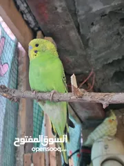  2 طيور حب انكليزي عمر شهر ونص السعر 35وبي مجال